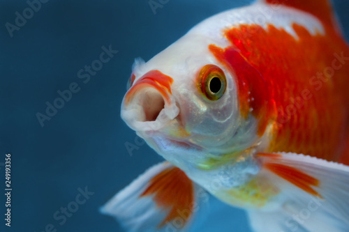 Bright spotted red and white freshwater fish in fishtank close with mouth wide open looking at cam, Face portrait on blue backdrop
