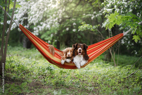 two cute dogs lying in a hammock in nature. Rest with a pet, Nova Scotia Retriever and Australian Shepherd
