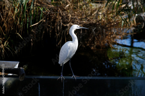 Little egret  Egretta garzetta  single bird  Valencia  Spain