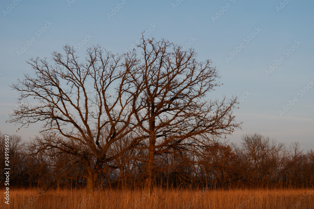 Two leafless oak trees with intertwined branches lit by a setting sun Two leafless oak trees with intertwined branches lit by a setting sun