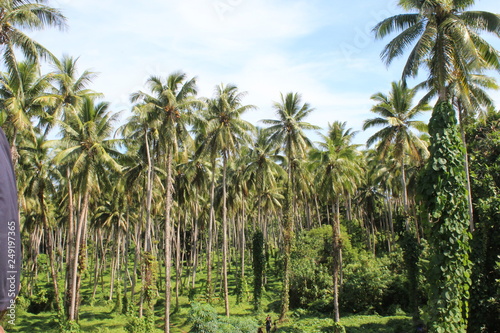 palm forest © Martin