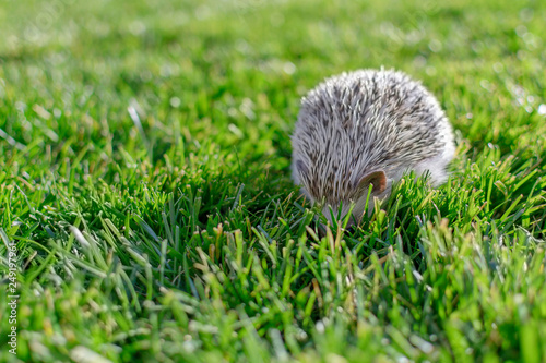 Small adorable hedgehog on the garden grass