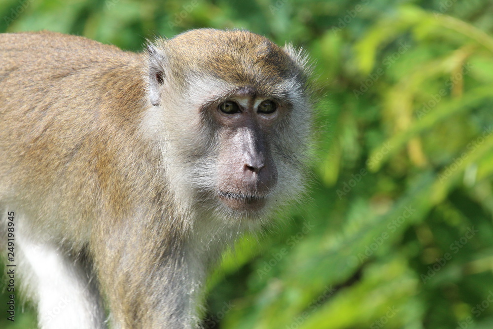 Obraz premium macaque