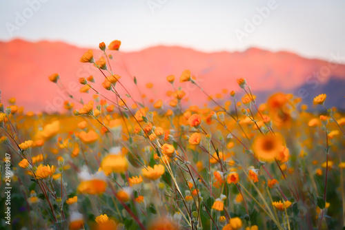 Desert superbloom flowers in Anza Borrego State Park