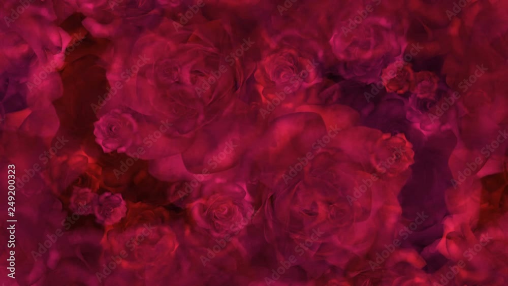 Red roses buds on a background for wedding video