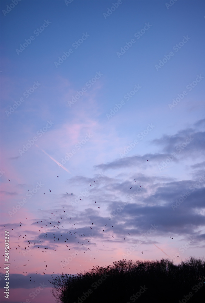 Crows leaving into Sunset