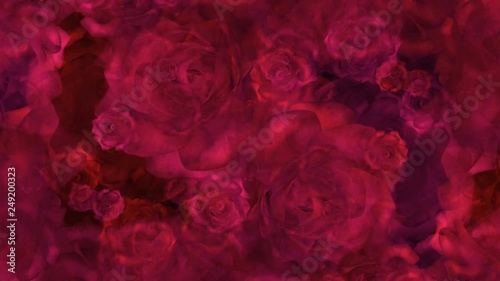 Red roses buds on a background for wedding video