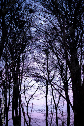 Crows in Silhouetted Trees
