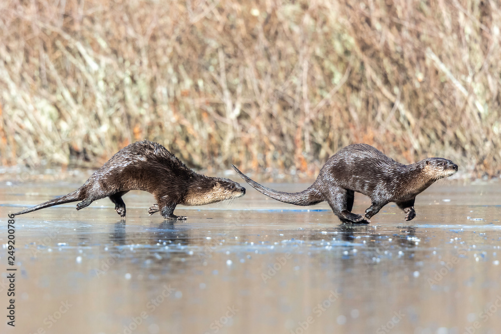 River Otters Running 1