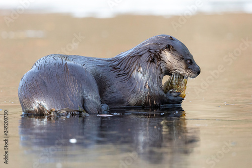 River Otter Feeding 2
