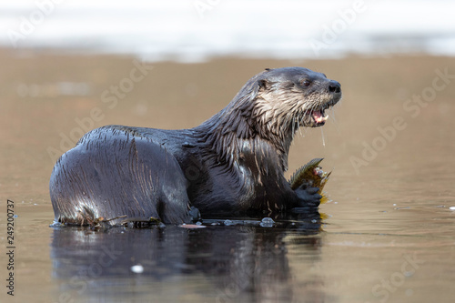 River Otter Feeding 1