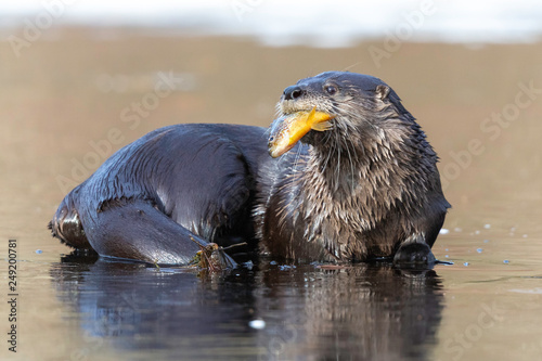 River Otter with Pumpkinseed Sunfish