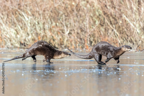 River Otters Running 1