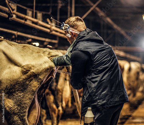 Back view of a veterinarian makes the procedure of artificial insemination of a cow in a farm photo