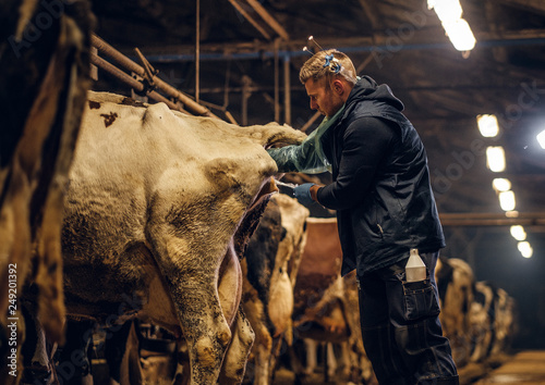 A veterinarian makes the procedure of artificial insemination of a cow in a farm