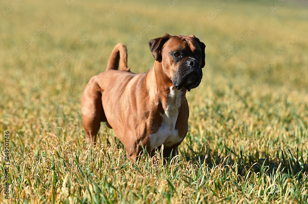 boxer dog