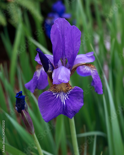 One Siberian iris with grasslike leaves in background