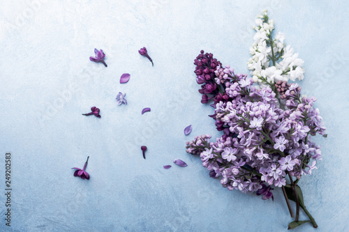Lilac on a blue background. floral background with spring flowers, top view.