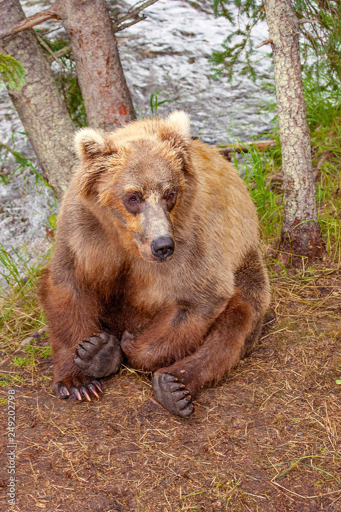 Obraz premium Grizzly bear resting at Brooks Falls, Katmai NP, Alaska