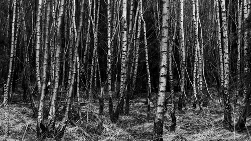 Young silver birch trees in black and white