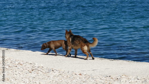 Cane pastore tedesco insieme ad un pitbull in riva al mare mentre giocano e si rincorrono 