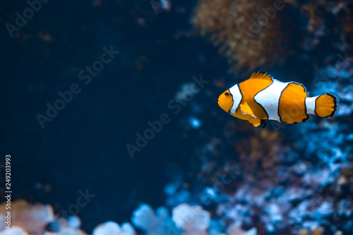 Clown fish and rocks in marine aquarium. Reef fish swimming