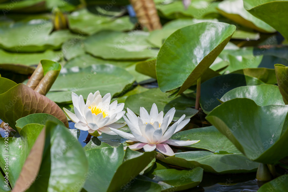 Water Lily Blooms in a Pond Water Lily Blooms in a Pond