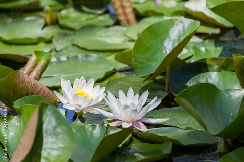 Water Lily Blooms in a Pond