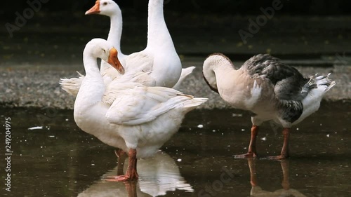 flock of domestic goose preening white feather photo