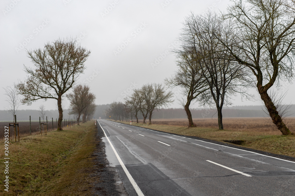 Asphalt road in a misty atmosphere. Road and small trees on the side of the road. Season winter.