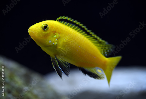 Labidochromis caeruleus photo