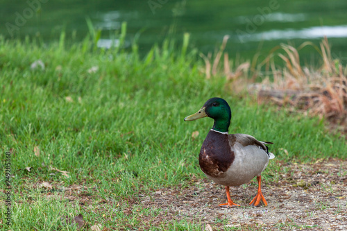 Fotografija Mallard Duck by a Pond