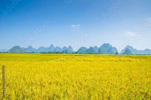 Rice fields and mountain scenery in autumn  © carl