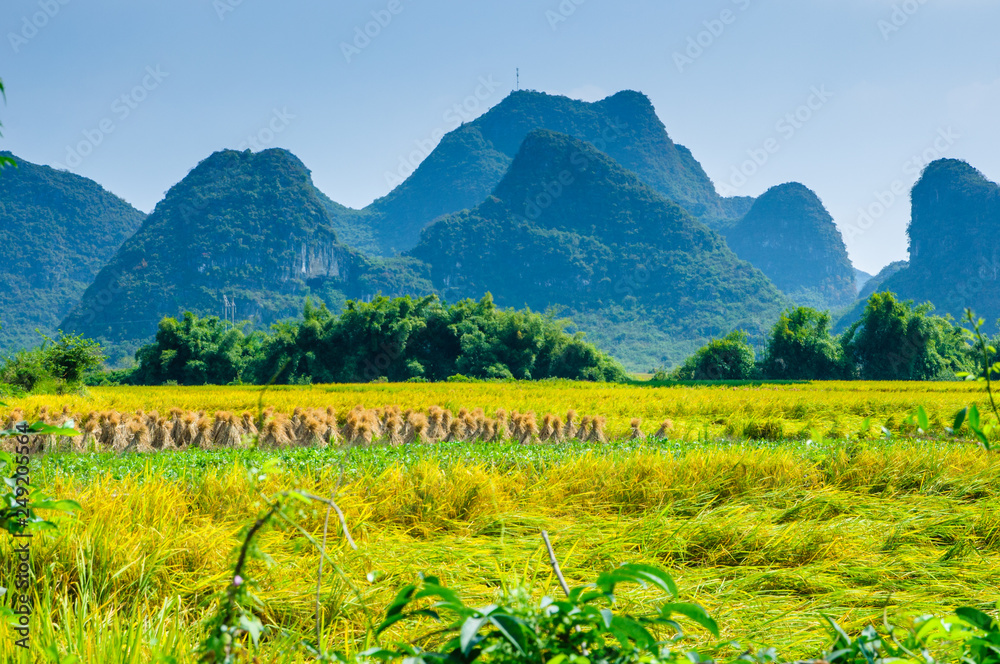 Rice field and mountain scenery in autumn 