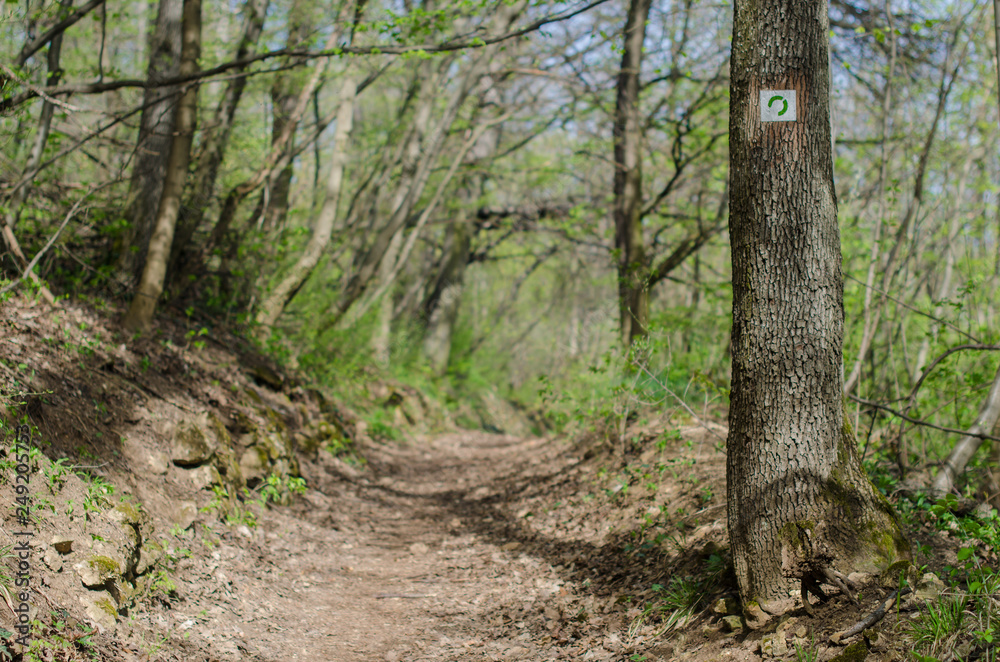 Trial through the forest in early spring Trial through the forest in early spring