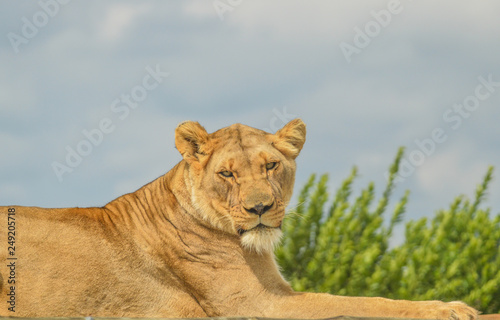 Closeup of a beautiful young brown African Lioness sitting idle during a safari in a nature reserve in South Africa