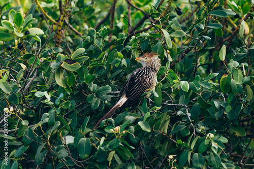 Wallpaper Mural Guira guira or guira cuckoo. South american bird. Torontodigital.ca