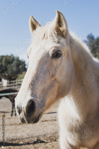 horse portrait © Harry Rendón