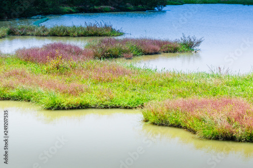 Fototapeta Naklejka Na Ścianę i Meble -  Lake and grass background 