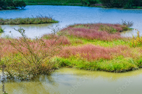 Lake and grass background 