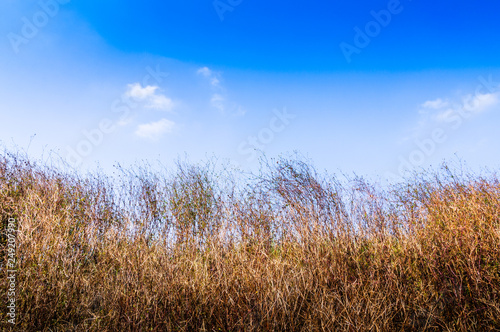 Field of grass and blue sky in autumn