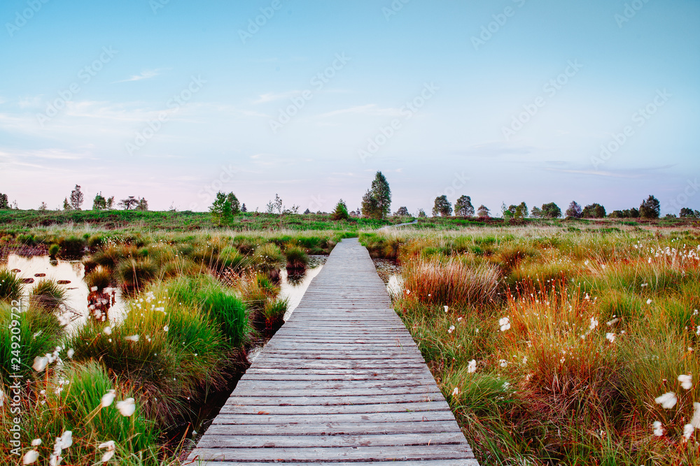 Fototapeta premium Wędrówka po torfowiskach w Hautes Fagnes przez wrzosowiska po utartej ścieżce w rezerwacie przyrody latem