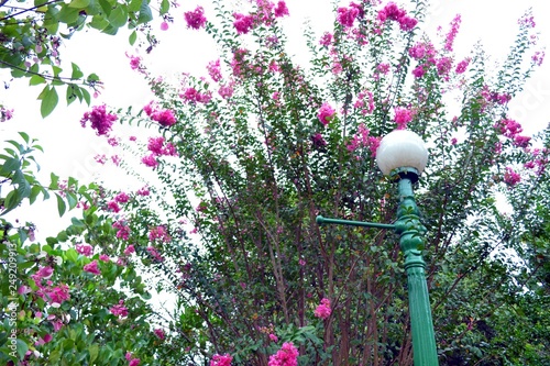 florzinhas rosas photo