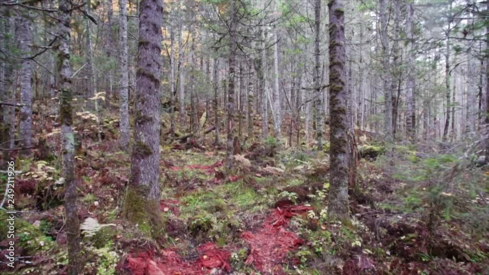 Walking in marsh area, wetland in Sikhote-Alin Reserve, Russia