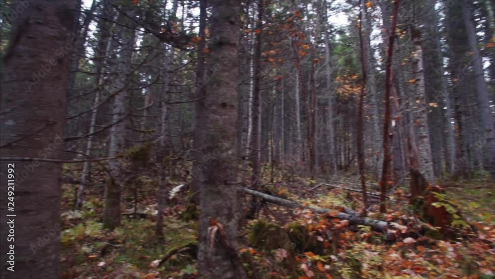 Panoramic view of beautiful autumn Sikhote-Alin Nature Reserve forest. Russia