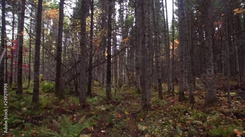 Wallpaper Mural View of trees' tops and walking in autumn Sikhote-Alin Nature Reserve forest Torontodigital.ca