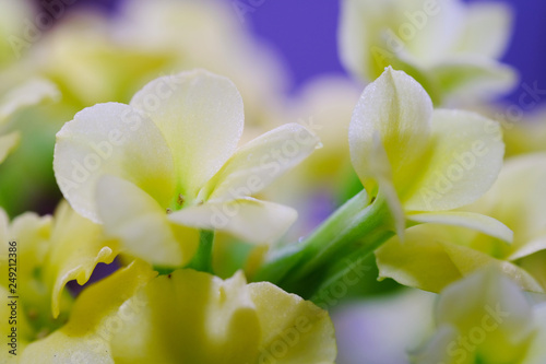 kalanchoe flower