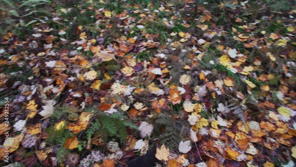 Beautiful autumn carpet of orange and yellow maple leaves on green grass. Russia Beautiful autumn carpet of orange and yellow maple leaves on green grass. Russia