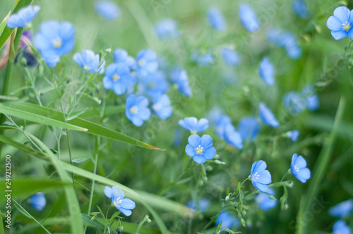 Delicate background with sky-blue flax flowers on the lush green grass in .the open air.