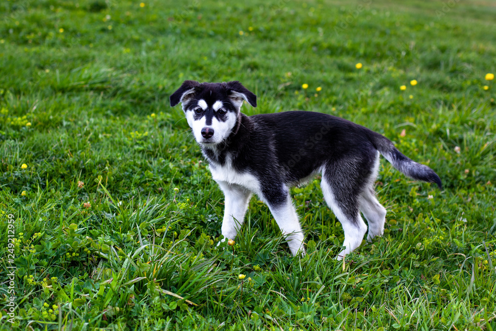 Kleiner, süßer, junger Husky Welpe auf grüner Wiese